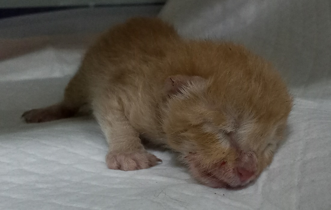 산타클라라동물병원_431372202500673